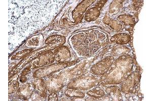 IHC-P Image Aldolase A antibody detects Aldolase A protein at cytosol on mouse kidney by immunohistochemical analysis. (ALDOA Antikörper)