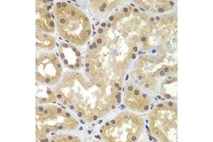 Immunohistochemistry of paraffin-embedded human kidney using CEBPG antibody. (CEBPG Antikörper  (AA 1-150))