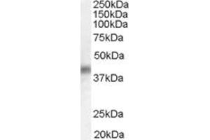 ABIN184638 (0. (DUSP1 Antikörper  (C-Term))