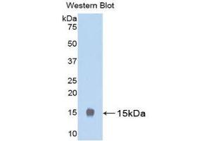 Western Blotting (WB) image for anti-Luteinizing Hormone (LH) (AA 25-120) antibody (ABIN1078297) (Luteinizing Hormone Antikörper  (AA 25-120))