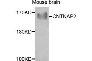 Western blot analysis of extracts of mouse brain cells, using CNTNAP2 antibody. (CNTNAP2 Antikörper)