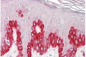 Image no. 2 for anti-Sirtuin 1 (SIRT1) (AA 577-590) antibody (ABIN1493902) (SIRT1 Antikörper  (AA 577-590))