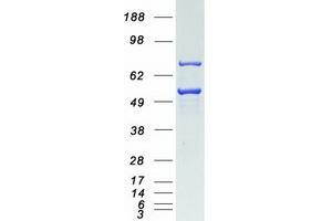 Validation with Western Blot (FKBP5 Protein (Transcript Variant 1) (Myc-DYKDDDDK Tag))