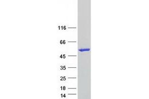 PLEKHA2 Protein (Myc-DYKDDDDK Tag)