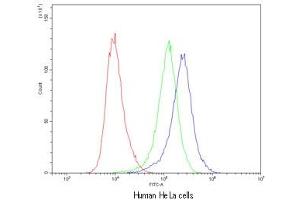 Flow cytometry testing of human HeLa cells with CASP8 antibody at 1ug/10^6 cells (cells blocked with goat sera) (Caspase 8 Antikörper  (AA 410-449))