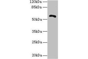 Western blot All lanes: ZBTB18 antibody at 14 μg/mL + Hela whole cell lysate Secondary Goat polyclonal to rabbit IgG at 1/10000 dilution Predicted band size: 59, 60 kDa Observed band size: 59 kDa