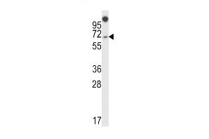 NUMBL Antikörper  (C-Term)