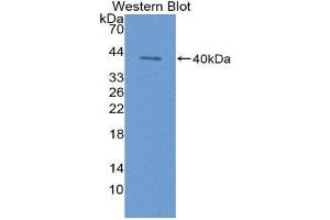 Western Blotting (WB) image for anti-Keratin 3 (KRT3) (AA 198-514) antibody (ABIN2117572)