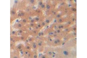 IHC-P analysis of Mouse Tissue, with DAB staining. (HSP27 Antikörper  (AA 1-209))