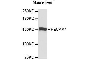 Western blot analysis of extracts of mouse liver, using PECAM1 antibody.