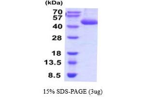 Cathepsin E Protein (CTSE) (AA 21-397) (His tag)