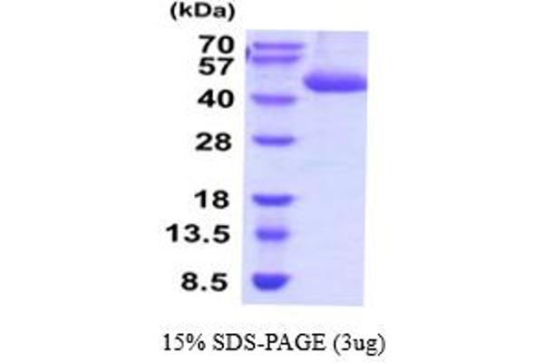 Cathepsin E Protein (CTSE) (AA 21-397) (His tag)