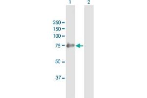 Western Blotting (WB) image for anti-SHC (Src Homology 2 Domain Containing) Family, Member 4 (SHC4) (AA 1-630) antibody (ABIN531777)