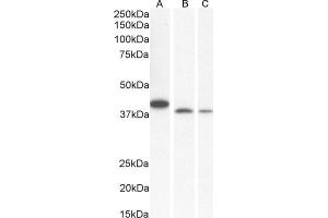 Western Blotting (WB) image for anti-SH3-Domain GRB2-Like Endophilin B1 (SH3GLB1) (C-Term) antibody (ABIN184621)