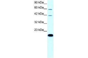 Claudin 23 antibody used at 0. (Claudin 23 Antikörper  (C-Term))
