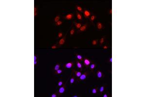Immunofluorescence analysis of U2OS cells using HOPX Rabbit pAb (ABIN7267782) at dilution of 1:50 (40x lens). (HOPX Antikörper  (AA 1-73))