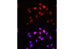 Immunofluorescence analysis of U2OS cells using HOPX Rabbit pAb (ABIN7267782) at dilution of 1:50 (40x lens). (HOPX Antikörper  (AA 1-73))