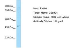 Image no. 1 for anti-Chromosome 9 Open Reading Frame 24 (C9ORF24) (N-Term) antibody (ABIN6750088) (C9orf24 Antikörper  (N-Term))