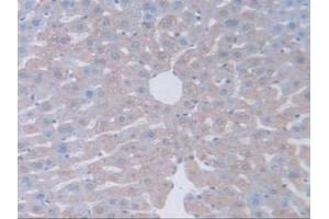 IHC-P analysis of Mouse Liver Tissue, with DAB staining. (GAMT Antikörper  (AA 2-236))