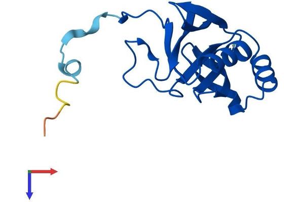 GLOD5 Protein (AA 1-148) (His tag)