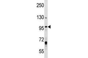 MCM8 antibody western blot analysis in T47D lysate. (MCM8 Antikörper  (AA 322-350))