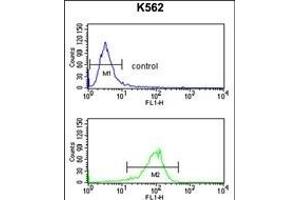 ATP1B2 Antibody (Center) (ABIN653219 and ABIN2842755) flow cytometry analysis of K562 cells (bottom histogram) compared to a negative control cell (top histogram). (ATP1B2 Antikörper  (AA 115-141))