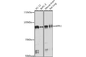 Western blot analysis of extracts of various cell lines, using  Rabbit mAb (ABIN7265443) at 1:1000 dilution. (APPL1 Antikörper)