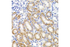 Immunohistochemistry of paraffin-embedded rat kidney using HMGCL antibody (ABIN5975709) at dilution of 1/100 (40x lens).