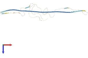Taxilin beta Protein (TXLNB) (AA 1-684) (His tag)