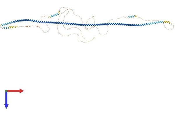 Taxilin beta Protein (TXLNB) (AA 1-684) (His tag)