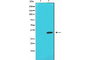 Western blot analysis of c-Jun phosphorylation expression in UV treated NIH-3T3 whole cell lysates,The lane on the left is treated with the antigen-specific peptide. (C-JUN Antikörper  (pSer63))