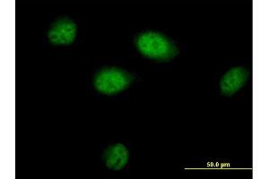 Immunofluorescence of purified MaxPab antibody to BAT3 on HeLa cell. (BAT3 Antikörper  (AA 1-1126))