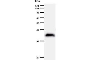 Western Blotting (WB) image for anti-BUD31 Homolog (BUD31) antibody (ABIN930970) (BUD31 Antikörper)