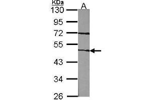 WB Image Sample (30 ug of whole cell lysate) A:NIH-3T3 10% SDS PAGE antibody diluted at 1:1000 (Factor VII Antikörper)