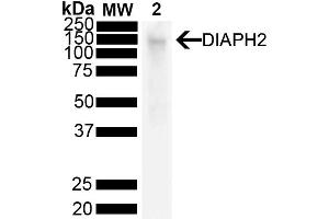 Western Blot analysis of Mouse liver showing detection of 125 kda DIAPH2 protein using Mouse Anti-DIAPH2 Monoclonal Antibody, Clone V78 P3C10-D3 (ABIN6932857). (DIAPH2 Antikörper  (PerCP))