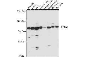 SPIRE2 Antikörper  (AA 1-190)