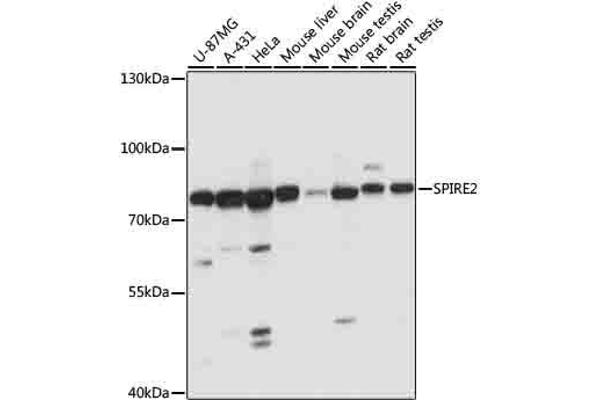 SPIRE2 Antikörper  (AA 1-190)