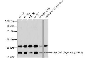 Western blot analysis of extracts of various cell lines, using Mast Cell Chymase (Mast Cell Chymase (CM)) antibody (ABIN6129269, ABIN6138762, ABIN6138763 and ABIN6221317) at 1:3000 dilution. (CMA1 Antikörper  (AA 81-247))