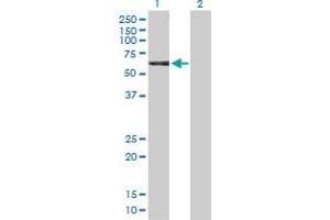 Western Blot analysis of NCK1 expression in transfected 293T cell line by NCK1 MaxPab polyclonal antibody. (NCK1 Antikörper  (AA 1-377))