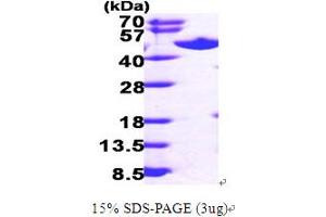 SDS-PAGE (SDS) image for Adenosylhomocysteinase (AHCY) (AA 1-432) protein (His tag) (ABIN667029)