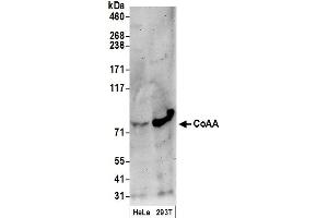 Western Blotting (WB) image for anti-CoaA (AA 150-200) antibody (ABIN7449380) (CoaA (AA 150-200) Antikörper)