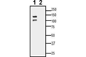 1. (Cadherin 13 Antikörper  (Extracellular, N-Term))