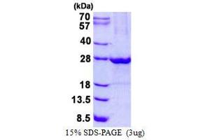 Image no. 1 for UL16 Binding Protein 1 (ULBP1) protein (His tag) (ABIN1098403)