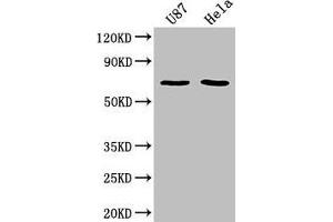 Western Blot Positive WB detected in: U87 whole cell lysate, Hela whole cell lysate All lanes: SUSD5 antibody at 1:2000 Secondary Goat polyclonal to rabbit IgG at 1/50000 dilution Predicted band size: 69 kDa Observed band size: 69 kDa (SUSD5 Antikörper  (AA 46-287))