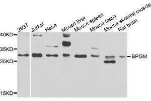 Western blot analysis of extracts of various cell lines, using BPGM antibody (ABIN5975215) at 1/1000 dilution. (BPGM Antikörper)