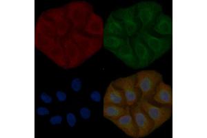 ASPRV1 Mouse Monoclonal Antibody staining Hela cells by IF/ICC. (ASPRV1 Antikörper)
