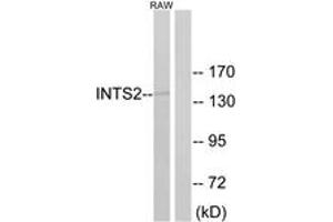 Western blot analysis of extracts from RAW264. (INTS2 Antikörper  (AA 201-250))