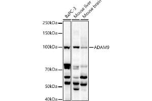 Western blot analysis of extracts of various cell lines, using  antibody (ABIN6131155, ABIN6136539, ABIN6136540 and ABIN6221035) at 1:1000 dilution. (ADAM9 Antikörper  (AA 475-685))
