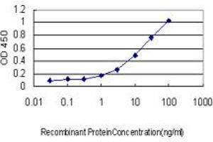 Detection limit for recombinant GST tagged MEF2BNB is approximately 1ng/ml as a capture antibody. (MEF2BNB Antikörper  (AA 1-119))