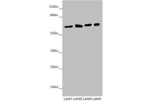 Western blot All lanes: SOCS4 antibody at 4. (SOCS4 Antikörper  (AA 1-270))